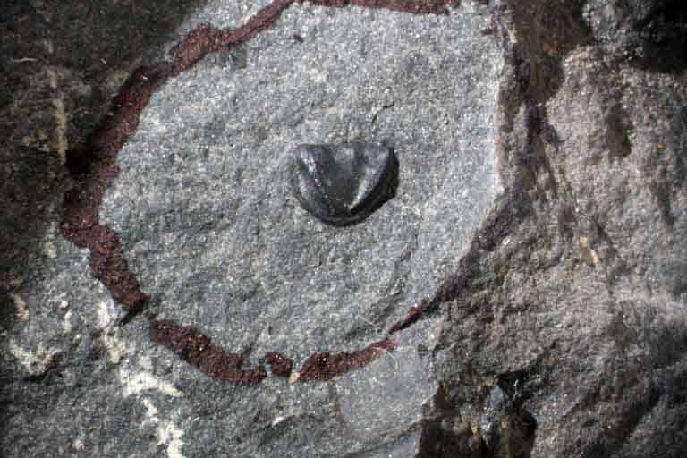 Colour image of gray rock with red circle and small black bump