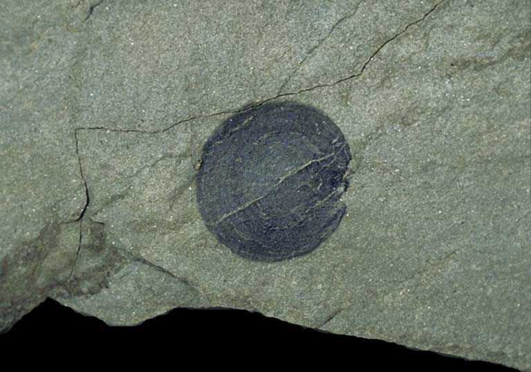 Colour image of gray rock with large black dot