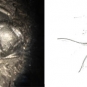 Double colour image of brown rock with circular bumps and drawing of animal in life