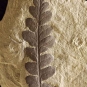 Photographie couleur d’une roche grise avec le fossile noir d’une feuille de fougère