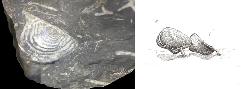 Double colour image of gray rock with darker gray leaf fossil and drawing of plant