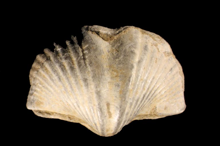 Colour image of light brown rock in shape of a fan or clamshell with vertical striping