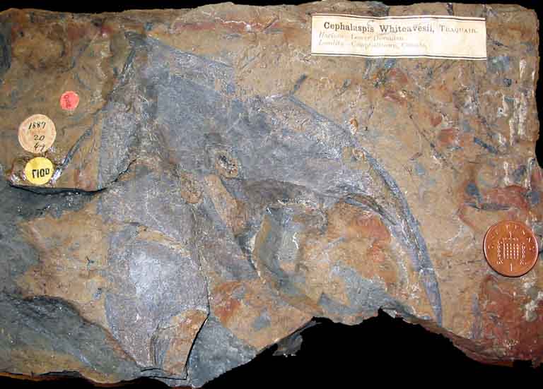 Colour image of brown rock with gray fossil and coin for scale
