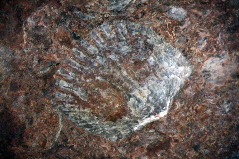 Image couleur de roche brune avec fossile en forme de coquillage