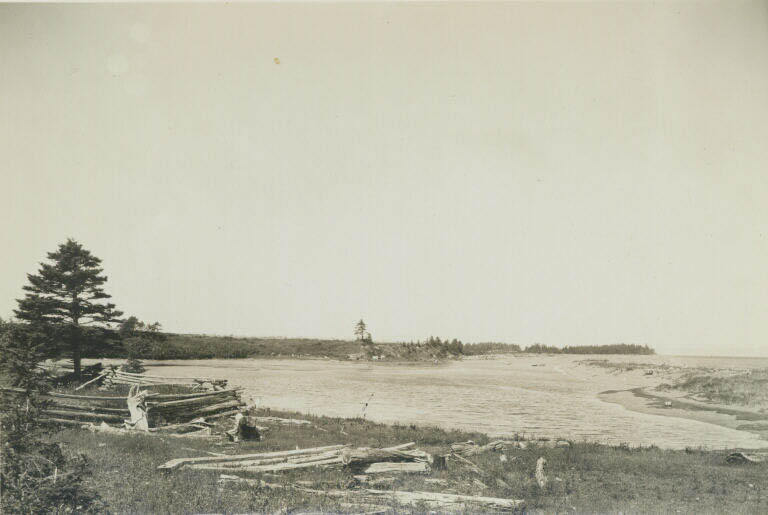 Photographie noir et blanc d’une plage et d’arbres au bord de l’océan