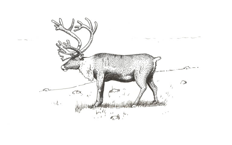 Black and white sketch of a four legged animal antlers