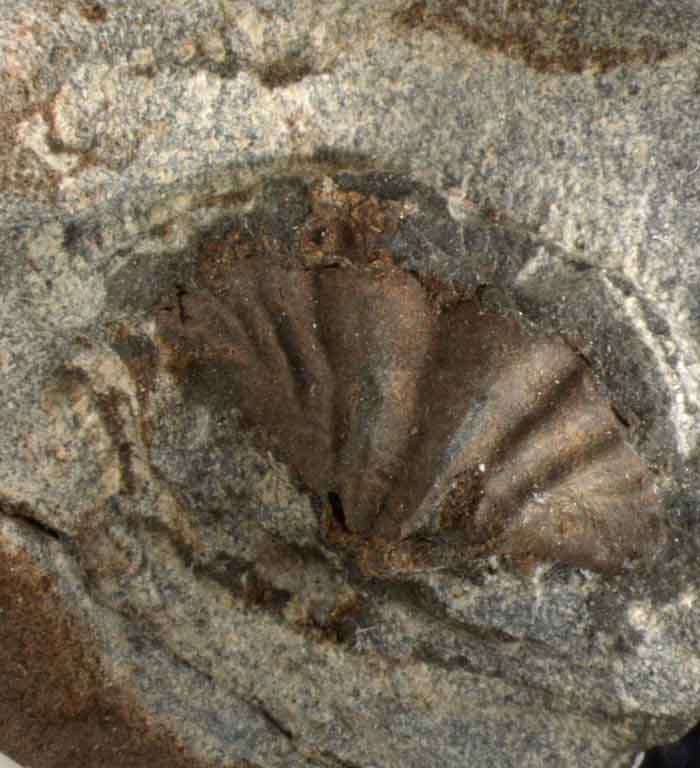Image couleur de roche avec coquillage fossilisé de couleur brune et gris