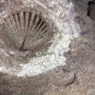 Image couleur de roche avec coquillage fossilisé de couleur brune et blanc
