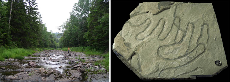 Double colour image of forest stream and gray rock with curved trace fossils